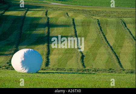 Hay Ball and Lines in Green Grass Field Stock Photo