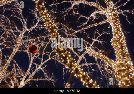 Forty thousand 40000 white lights decorate Central Park trees in Manhattan, New York at Christmas