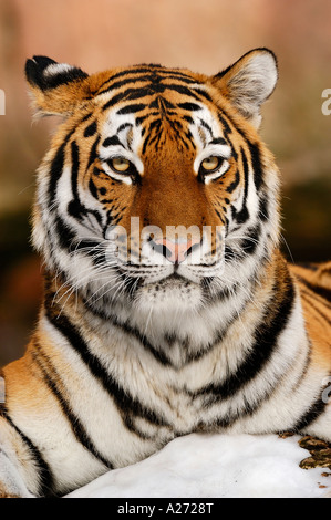 Sibirian Tiger (Panthera tigris altaica) portrait Stock Photo