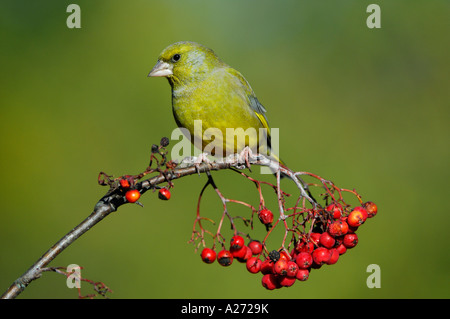 Greenfinch (Carduelis chloris) sitting on rowantree Stock Photo