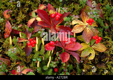 Tundra in autumn , detail dwarf dogwood , bunchberry (Cornus canadensis) Stock Photo
