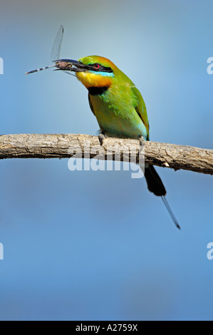 Bee eater (Merops ornatus) with caught dragonfly Stock Photo