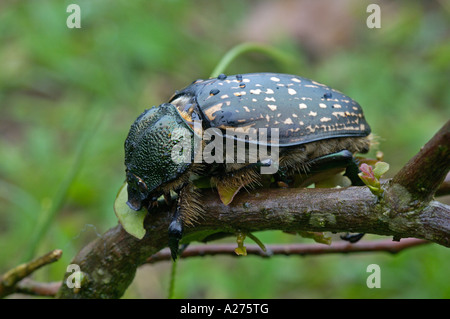Cheirotonus hi-res stock photography and images - Alamy