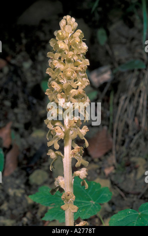 Bird's-nest Orchid (Neottia nidus-avis) Stock Photo