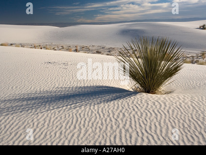 Beautiful wind sculpted white gypsum dunes in the White Sands National Monument with soap tree (Yucca elata) growing Stock Photo