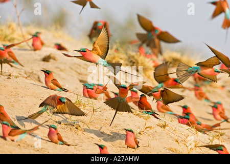 Colony of Carmin Bee-eater (Merops nubicoides), Zambezi (Sambezi), Caprivi, Namibia, Africa Stock Photo
