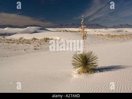 Beautiful wind sculpted white gypsum dunes in the White Sands National Monument with soap tree yucca, New Mexico USA Stock Photo