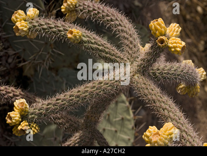 Cane cholla (Cylindropuntia imbricata) in fruit, Chihuahuan desert Stock Photo
