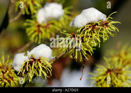 Witch hazel Sunburst with snow (Hamamelis intermedia Sunburst) Stock Photo