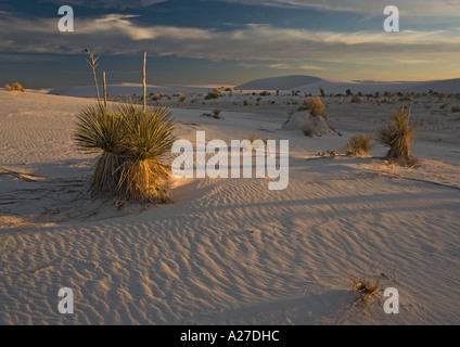 Beautiful wind sculpted white gypsum dunes in the White Sands National Monument with soap trees (Yucca elata) growing Stock Photo