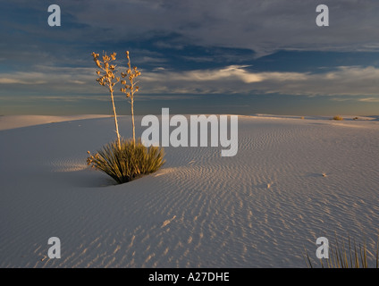 Beautiful wind sculpted white gypsum dunes in the White Sands National Monument with soap tree yucca Stock Photo