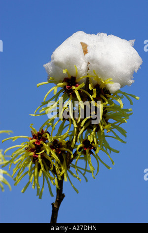 Witch hazel Sunburst with snow (Hamamelis intermedia Sunburst) Stock Photo