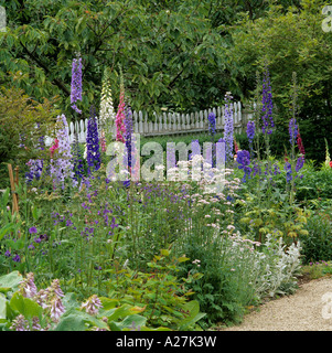 Lupins in a garden flowerbed Stock Photo