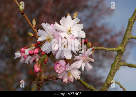 Spring time tree blossom bloom bud of Japanese ornamental cherry tree in late March Stock Photo