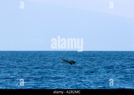 humpback whale tail maui hawaii Stock Photo - Alamy