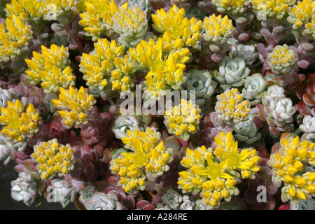 Sedum spathulifolium Cappa Blanca or Cape Blanco Stock Photo