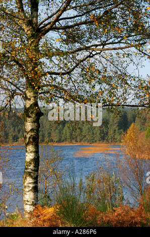 Birch tree at Stroan Loch in Galloway Forest Park Dumfries and Galloway, Scotland ,in autumn
