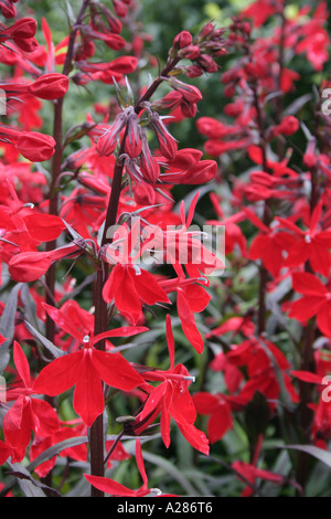 Lobelia cardinalis Queen Victoria flowers Stock Photo