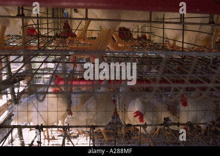 Close up of battery chickens in their confined cages Stock Photo