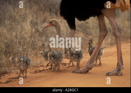 Male Masai Ostrich guarding his chicks Tsavo West National Park Kenya East Africa Stock Photo