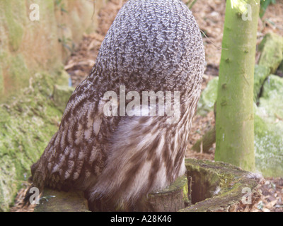 Great grey owl head turned away showing back of head Stock Photo