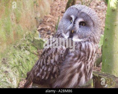 Great grey owl Colchester zoo Stock Photo