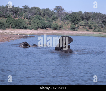 Elephants Playing In River, Chobe National Park, Chobe, Republic of Botswana Stock Photo