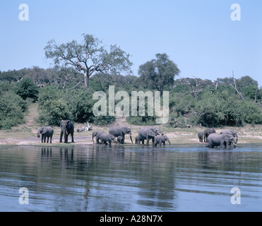 Elephants Playing In River, Chobe National Park, Chobe, Republic of Botswana Stock Photo