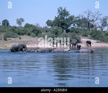 Elephants playing In River, Chobe National Park, Chobe, Republic of Botswana Stock Photo