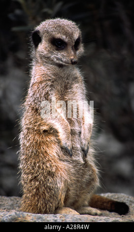 Meerkat Stock Photo