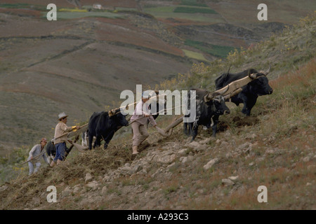 Farmers plow a steep mountainside with two teams of oxen in Merida State in the Venezuelan Andes Stock Photo