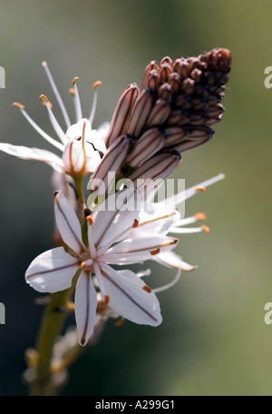 Wildflowers of Cyprus. White Asphodelus Stock Photo