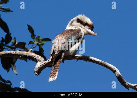 Blue-winged Kookaburra Dacelo leachii Australian bird Stock Photo