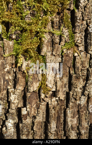 Tree Bark Texture with Moss Stock Photo