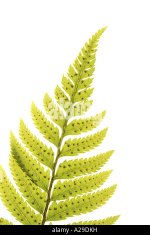Fern Stock Photo