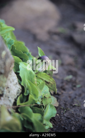 Friar's Cowl Arisarum vulgare Arum Araceae in Tenerife Canary Islands Spain Stock Photo