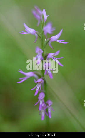 Close-up of Neottianthe cucullata flowers Stock Photo