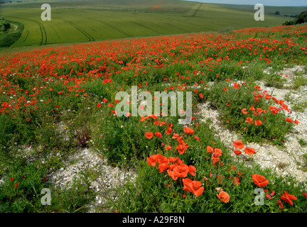 Poppies growing on chalk downland South Downs Sompting Worthing UK Stock Photo