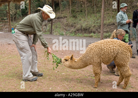 A tourist feeding an Alpaca Huacayo at a "farm" near Cusco in Peru.. Stock Photo