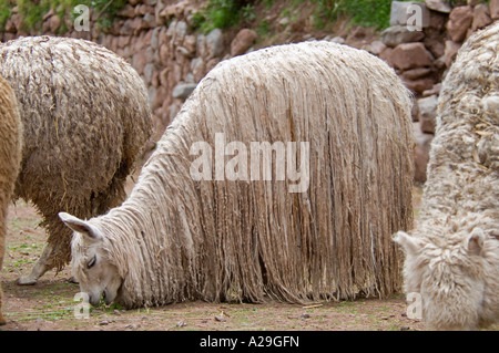 An Alpaca Suri at a 'farm' near Cusco in Peru grazing on vegetation. Stock Photo