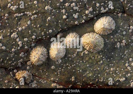 Common limpets and acorn barnacles on a rock
