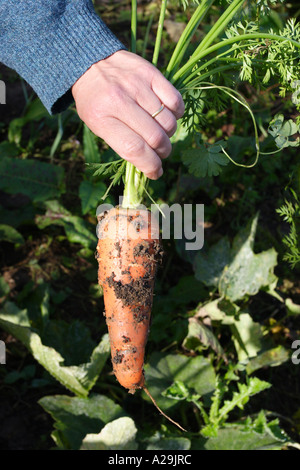 Large organic carrot being pulled out of the ground, Hampshire England U.K  Stock Photo - Alamy