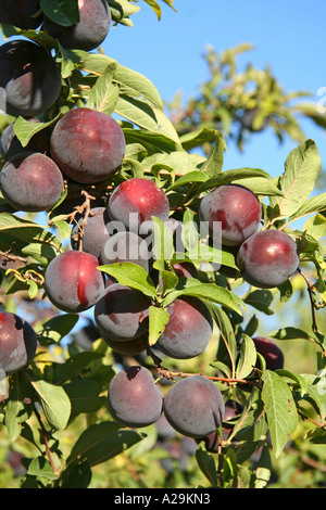 Plums "Black gold" Stock Photo