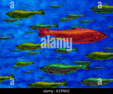 RED FISH SWIMMING IN OPPOSITE DIRECTION TO SHOAL OF GREEN FISH Stock Photo
