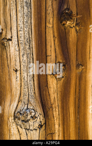 Bristlecone Pine (Pinus longaeva) White Mountains, CALIFORNIA Bark detail, Oldest Trees on Earth Stock Photo