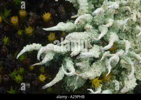 LICHEN, (Cladonia bellidiflora) Spiky Lichen, Cumberland Bay, South Georgia Island Stock Photo