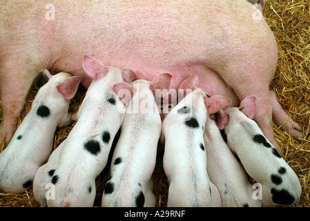 Mother feeding piglets Stock Photo