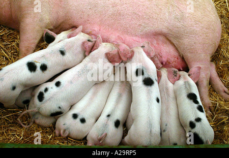 Mummy Pig Feeding Her Piglets Stock Photo Alamy