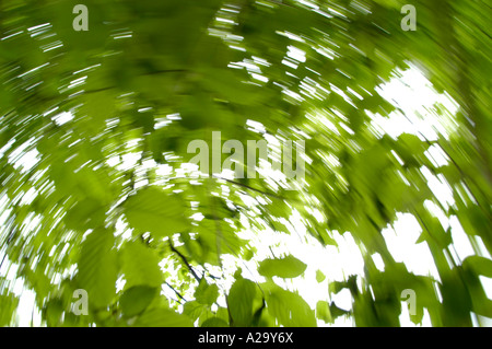 tree impressions, green leaves in spring time, rotation Stock Photo