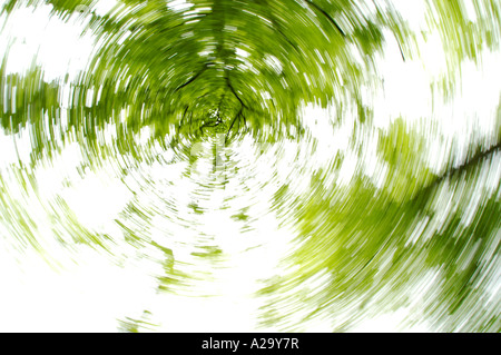 tree impressions, deciduous forest, worms eye view Stock Photo